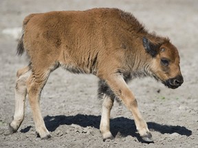 This file photo taken on Sept. 11, 2012 shows a bison calf walks around in her enclosure at Berlin's Tierpark Zoo  A bison put in a car by tourists because it looked like it was cold had to be put down, officials at Yellowstone National Park said on May 16, 2016. The tourists loaded the animal into their trunk last week and drove it to a ranger station after taking a photograph that prompted a backlash on social media. The newborn had to be euthanized because its mother had rejected it as a result of "interference by people," officials said.