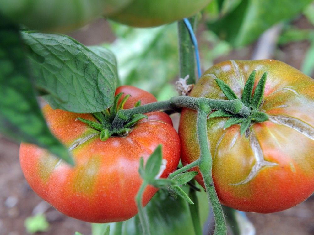 Feed Your Head: How growing tomatoes can change a city