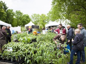 Gardeners browse vegetable and herb plants at the 2015 Great Gardening Weekend.