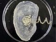 In this Thursday, June 27, 2013 photo, a bionic ear rests in a petri dish, in Princeton, N.J. Scientists at Princeton University have created an ear with an off-the-shelf 3-D printer that can "hear" radio frequencies far beyond the range of normal human capability. The researchers used 3-D printing of cells and nanoparticles followed by cell culture to combine a small coil antenna with cartilage, creating what they term a bionic ear.