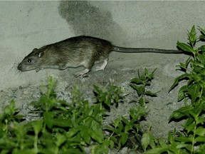The mild winter created ideal breeding conditions for rats and mice, keeping local exterminators busy this spring.