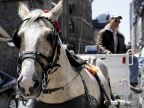 Moise Cohen and his horse Chanel wait for a fair in Old Montreal on May 18, 2016.