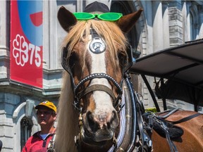 While calèche drivers protested Mayor Denis Coderre's decision to order a one-year ban on their business in front of Montreal's City Hall on Tuesday, May 24, 2016, it was just another day on the job for horses like Knockout.