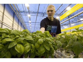 Staff at Lufa Farms will explain their system of vegetable cultivation during a one-hour tour of the greenhouse, offered this weekend. Some of the harvest will be offered for sale too.