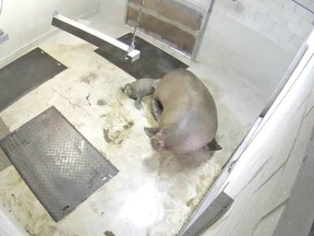The Aquarium du Québec announced the birth of a baby walrus, only the seventh walrus born in captivity in North America since 1930. Mother Arnaliaq and her baby in screengrab from Aquarium du Québec Facebook page.