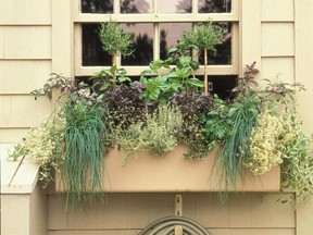 If you want herbs for your kitchen window, it's time to get going.
