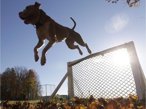 A pit bull clears a hurdle on an obstacle course at K9 school in Stone Ridge, N.Y.