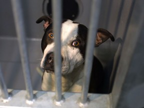 A pitbull waits to be claimed by its owner at the City of Calgary Animal Services after it attacked a schnauzer dog that was out for a walk with its owner on Sunday.