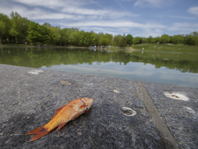 A dead fish sits outside the Lac aux Castors/Beaver Lake at Mount Royal Park in Montreal on Thursday, May 26, 2016.
