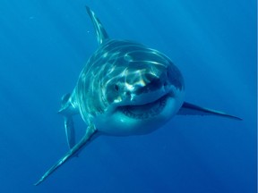 Lucy, the massive female Great White Shark, thinks you should know it's Shark Week.