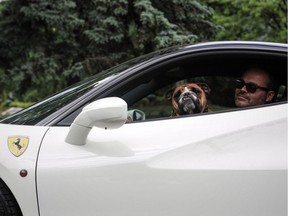 Gemma the British Bulldog and Dean Cristafaro in a Ferrari 488, getting ready for this weekend's Canadian Grand Prix in Montreal.