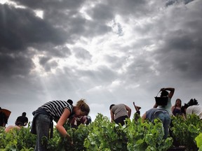 Grape pickers work under overcast skies at the Grand Pré estate in the Beaujolais region of France in 2009. Beaujolais grape growers have been hit hard by bad weather this year.