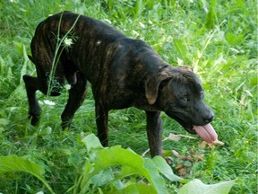 A pit bull roams  the grounds of a wood distribution warehouse at the corners of Sicard and Notre Dame in east end Montreal, in Montreal, Friday, August 13, 2010.