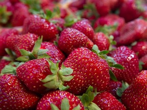 Quebec strawberries look beautiful right now, with that shiny surface and crisp green tops that show freshness.