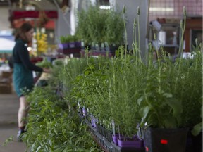 On display at the Birri Brothers stall at Jean Talon Market: herbs used in other parts of the world as well as  surprising variations of old-school herbs most of us already know.
