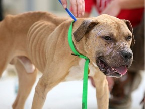 According to the Insurance Bureau of Canada, dog breeds regarded as most problematic by insurers are pit bulls (shown) and Rottweilers.