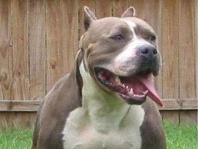 A pit bull.