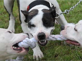 Pit bulls play with a rope during the Pitbull show on June 19, 2010 in Prague.
