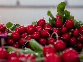 Quebec radishes are superb and plentiful right now.