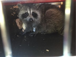 The baby raccoon that was rescued from a recycling truck in Beaconsfield on Thursday. Photo courtesy of Karen Messier, Beaconsfield city councillor.