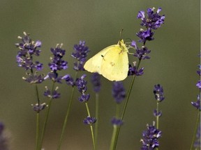 MONTREAL, QUE: September 21, 2009 - Lavender in the field at Le Lavandou in the Eastern Townships on Monday, September 21, 2009.  (THE GAZETTE/Dave Sidaway)