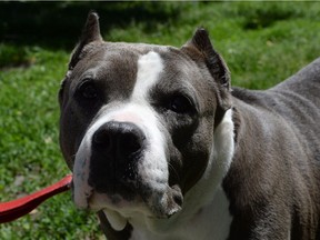 Athena the pit bull, who is up for adoption, is shown at the Montreal SPCA on Tuesday, June 14, 2016.