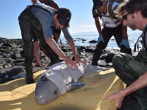 Rescuers help secure a baby beluga whale in this undated handout photo. A washed-up baby beluga prompted a major rescue effort in Quebec last week, highlighting researchers' struggles to reverse the endangered population's decline.