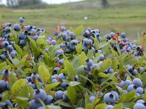 Prices at Quebec you-pick blueberry farms are running at about half the rates being charged in stores.