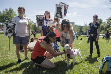 People pet a bull terrier as they gather at Pelican Park to protest against breed-specific legislation for dogs in Montreal on Saturday, July 16, 2016. The demonstration was against the recent proposed bans on pit bull dogs in Quebec after a series of high profile attacks.
