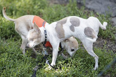 A chihuahua missing an eye urinates as another chihuahua sniffs the ground as people and their dogs gather at Pelican Park to protest against breed-specific legislation for dogs in Montreal on Saturday, July 16, 2016. The demonstration was against the recent proposed bans on pit bull dogs in Quebec after a series of high profile attacks.