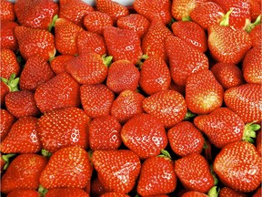 July is the time for Quebec strawberries. Delicious. Photo by Glen K. Malfara.