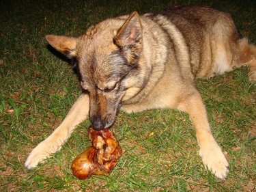 Lalou enjoying a big bone in the backyard. photo by Ulrich Hotz