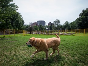 A dog with a ball walks through the Percy Walters Park.