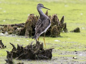 A lesser yellowlegs picks food out of a marsh in St-Laurent. Marshes and wildlife that are threatened by the extension of Alfred Nobel Blvd.