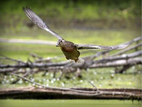 A mallard duck flies over a marsh in the Technoparc in Saint-Laurent last year.