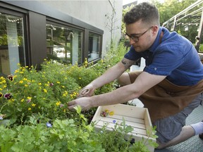 S’Arto Chartier Otis is a gutsy chef whose confidence shines through on every plate and with every bite at Hvor. Here he gathers herbs from a garden grown on the terrasse above the restaurant.