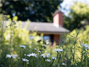 Flowers and plants grow in Peter Graham's naturalized garden outside his Pointe-Claire home, July 3, 2016.