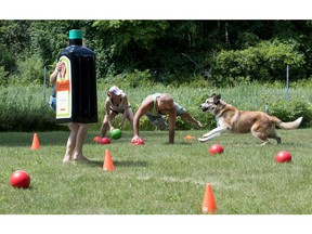 MONTREAL, QUE.: JULY 3, 2016 -- Ian Ellemo, centre, dives to the ground to avoid contact with a ball as Shelby Clarke, left, and Gaston, Ellemo's dog, play a hybrid version of dodge ball and capture the flag mixed in to one that they have created for The People's Games. The pair are part of a group of friends who will stage a two day fund raising event at the Parc Historique Pointe du Moulin, July 9-10. The group was putting the final touches on qualifying events at Ellemo's home in Montreal, on Sunday, July 3, 2016. (Allen McInnis / MONTREAL GAZETTE)  ORG XMIT: 56597