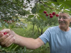 Stefan Sobkowiak picks  ripe cherries at Miracle Farms in St-Anicet, one of only a few permaculture orchards in eastern Canada. "We're going to have a banner year for plums, lots of cherries – looking like a good all-around year," he says.