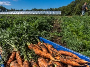 Marc Brettschneide moves on to another job after picking carrots at McGill University's Macdonald Campus Farm in Ste-Anne-de-Bellevue in 2014.
