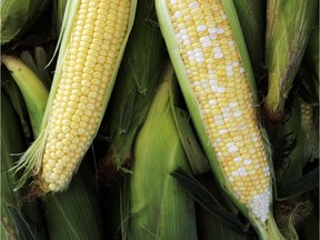 Get ready to boil, grill and nibble. Local corn is upon us.