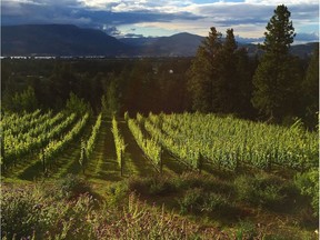 Riesling growing at Tantalus Vineyards in British Columbia's Okanagan Valley.