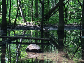 This beautiful nature scene of Mont-Royal park was submitted via Instagram by @passionmontreal using the #ThisMtl hashtag.