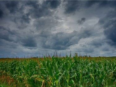 Stormy skies over a corn field in Saint Lazre really shows the contrasty sky.