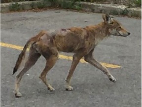 Photo of a potentially dangerous coyote in Scarborough, Ont. One coyote has been spotted repeatedly in Montreal's West island.