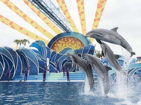 The high-energy Dolphin Days show at SeaWorld San Diego is a crowd-pleaser.