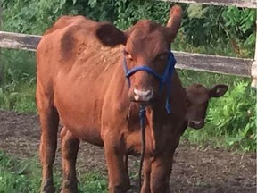 A cow and her calf wandered away from their farm in St-Lazare, Aug. 11 and the owner is asking the public to keep an eye out for the twosome. Photo courtesy of St-Lazare.