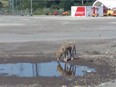 A coyote spotted in Toronto in northeast Scarborough.