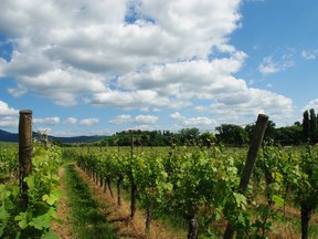 Alsace is one of the warmer riesling growing regions, which is why the wines tend to be drier and more driven by citrus aromas.