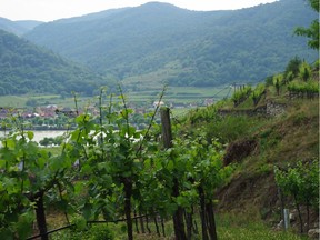 Austria is one of the "big three" riesling producers in the world yet the grape has been overshadowed by gruner veltliner.